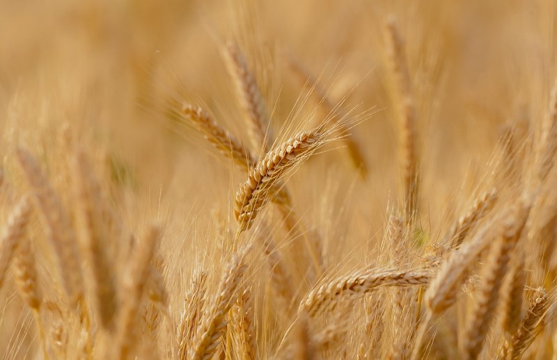 Златна Добруджа и BG пшеница за милиони! Четвърти в Европа сме по износ! - glas.bg